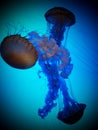 Jellyfish group in ocean blue water Royalty Free Stock Photo