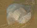 Jellyfish Gulf Islands National Seashore