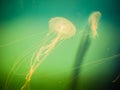 Jellyfish in Hanwah Aqua Planet Jeju, located nearby Seopjikoji