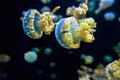 Jellyfish have beautiful patterns and colors. Swimming in a aquarium, transparent and glowing on a black background Royalty Free Stock Photo