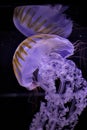 jellyfish illuminated with purple lighting