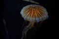 Jellyfish image