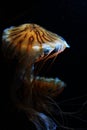 Jellyfish image