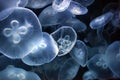 Jellyfish Royalty Free Stock Photo