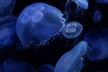 Jellyfish image