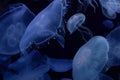 Jellyfish image