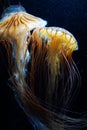 Jellyfish image