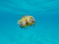 Colourful jellyfish at the mediterranean sea in summer