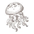 Jellyfish isolated marine animal underwater creature with tentacles