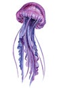 Jellyfish on an isolated white background, watercolor illustration, purple jellyfish painting