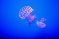 Jellyfish or jellies Royalty Free Stock Photo