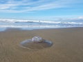 Jellyfish on ocÃÂ©an beach, san Francisco, california Royalty Free Stock Photo