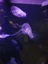 Jellyfish