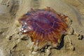 Jellyfish washed up on beach