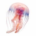 Vibrant 2d Jellyfish Art On White Background