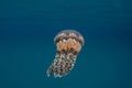 Jellyfish in Lagoon Royalty Free Stock Photo