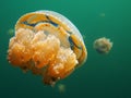 Jellyfish Lake, Togean Islands, Sulawesi Royalty Free Stock Photo