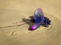 Jellyfish portuguese boat Royalty Free Stock Photo