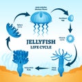 Jellyfish life cycle educational labeled diagram vector illustration Royalty Free Stock Photo