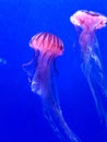 Lion mane jellyfish also known as jelly-like arctic lion mane marine animal Royalty Free Stock Photo