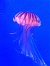 Lion mane jellyfish also known as jelly-like arctic lion mane marine animal