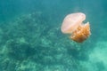 Jellyfish at Lipe island