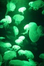 Jellyfish lit with green background Royalty Free Stock Photo