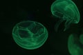 jellyfish Macro green color