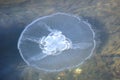 Jelly Fish in Water
