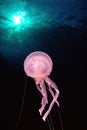 Jellyfish