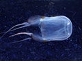 Jellyfish / Medusa