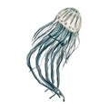 Jellyfish medusa blue ocean sea watercolor sketch