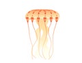 Jellyfish medusa underwater animal orange color vector illustration isolated on white background