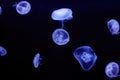 Jellyfish medusozoa on a black background Royalty Free Stock Photo