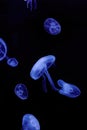 Jellyfish medusozoa on a black background Royalty Free Stock Photo