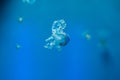 Jellyfish Medusozoa. Sea jellies in the Water Royalty Free Stock Photo