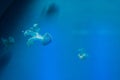 Jellyfish Medusozoa. Sea jellies in the Water Royalty Free Stock Photo