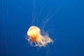 Jellyfish