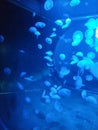 Jellyfish in Montpellier Underwater world aquarium . Royalty Free Stock Photo