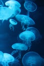 Jellyfish moon background bio-luminescent bio fluorescent under blue lights, Moon Jellyfish variety swims underwater aquarium