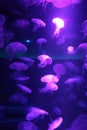 Jellyfish moon background bio-luminescent bio fluorescent under blue lights, Moon Jellyfish variety swims underwater aquarium Royalty Free Stock Photo