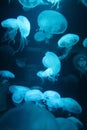 Jellyfish moon background bio-luminescent bio fluorescent under blue lights, Moon Jellyfish variety swims underwater aquarium Royalty Free Stock Photo