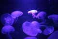Jellyfish moon background bio-luminescent bio fluorescent under blue lights, Moon Jellyfish variety swims underwater aquarium Royalty Free Stock Photo