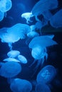 Jellyfish moon background bio-luminescent bio fluorescent under blue lights, Moon Jellyfish variety swims underwater aquarium Royalty Free Stock Photo