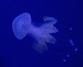 Jellyfish