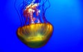 Jellyfish in motion in a blue aquarium Royalty Free Stock Photo
