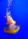 Beautiful large jellyfish in motion in a blue aquarium Royalty Free Stock Photo