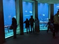 Jellyfish national aquarium Baltimore Maryland sea creatures water swim ocean museum travel tourism shark fish visit field trip