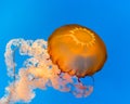 Jellyfish, National Aquarium, Baltimore, MD