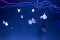 Jellyfish with neon glow light effect in London aquarium Royalty Free Stock Photo